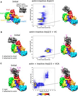 Steps of actin filament branch formation by Arp2/3 complex investigated with coarse-grained molecular dynamics